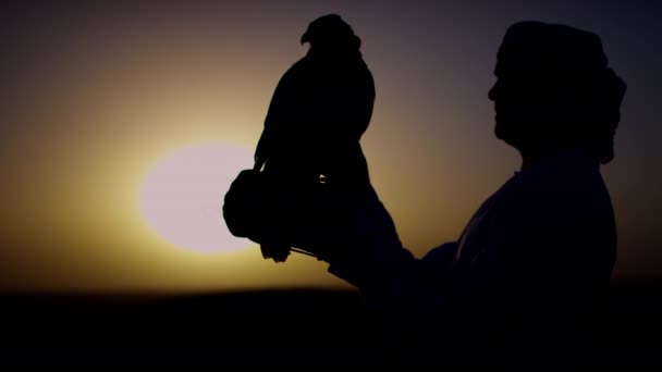 Falcon på handskar handled av ägaren — Stockvideo