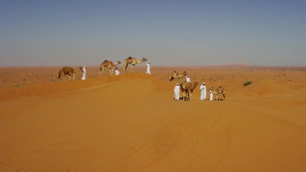 ラクダは砂漠を横断旅行のコンボイ — ストック動画