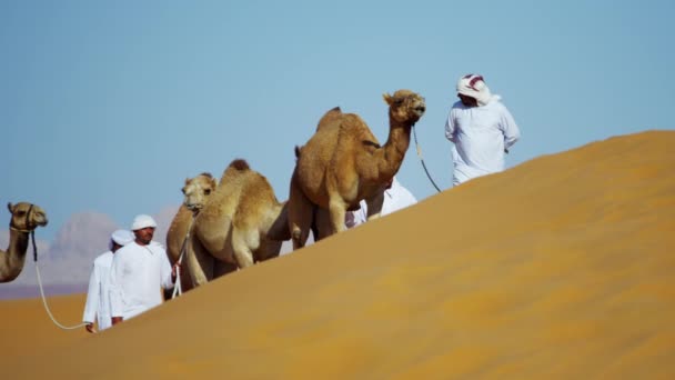 Camel owners in desert convoy — Stock Video