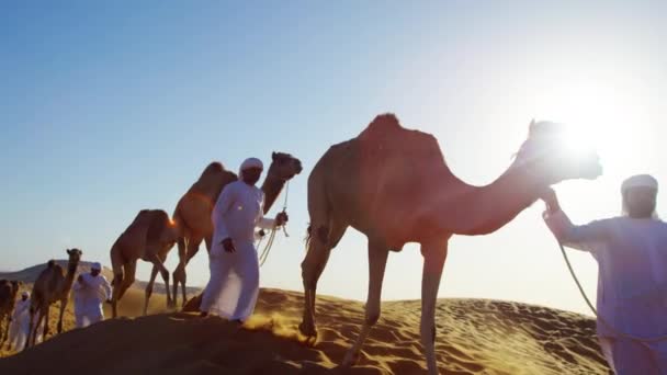 Бедуїни чоловіків провідні верблюдів через пустелі — стокове відео