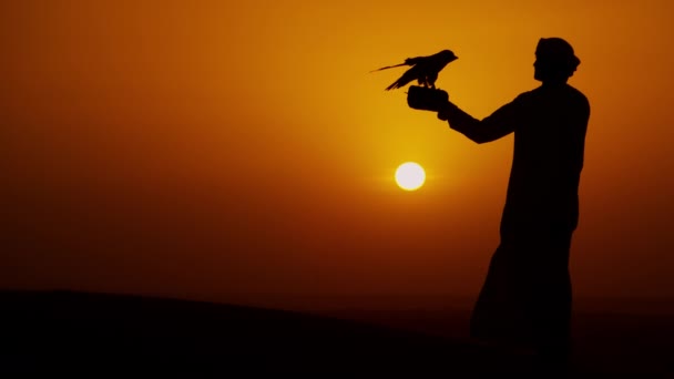 Falcon on gloved wrist of owner — Stock Video