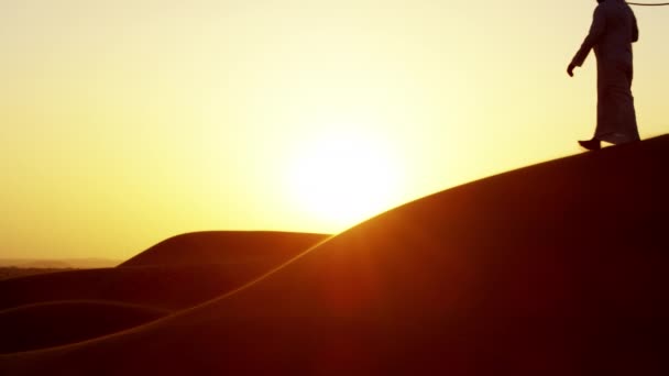 Camellos siendo conducidos por manipuladores a través del desierto — Vídeo de stock