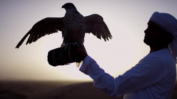 Arab in dishdasha with trained falcon — Stock Video