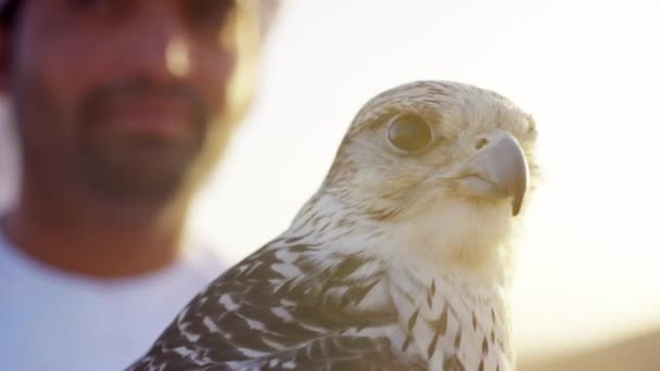 Arab wearing dishdasha with trained falcon — Stock Video