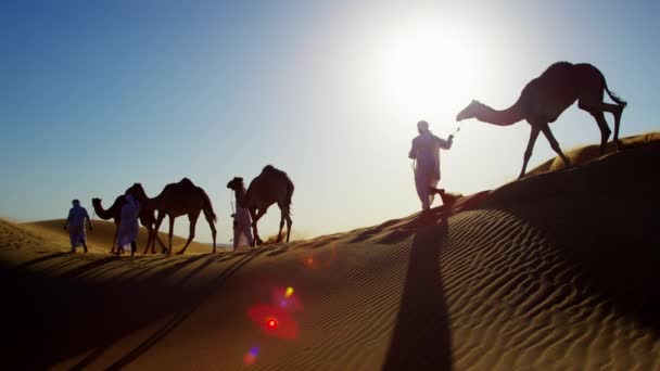 Колона верблюдів, що подорожують пустелею — стокове відео