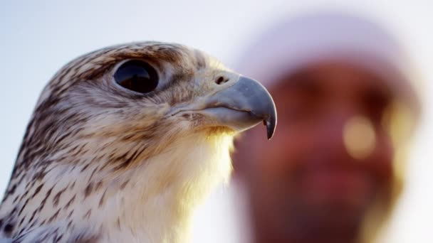 Arabisk bär dishdasha med utbildade Falk — Stockvideo