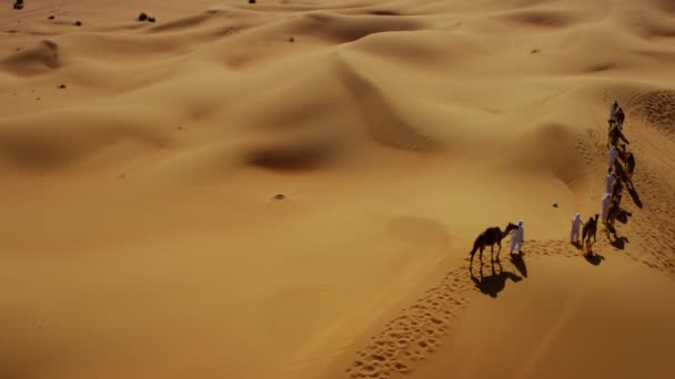 Camellos siendo conducidos por manipuladores a través del desierto — Vídeos de Stock