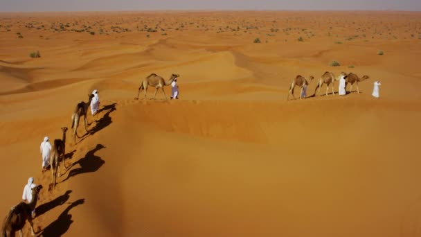 Camellos siendo conducidos por manipuladores a través del desierto — Vídeo de stock