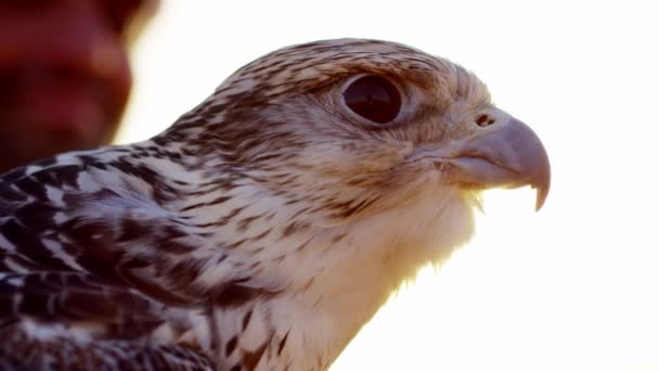 Man with bird of prey standing on desert sands — Stock Video