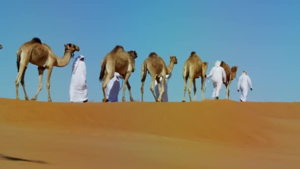 Camellos en Safari en dunas de arena del desierto — Vídeo de stock