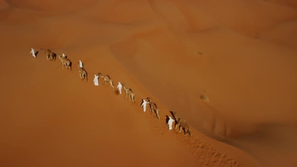 Camellos siendo conducidos por manipuladores a través del desierto — Vídeos de Stock