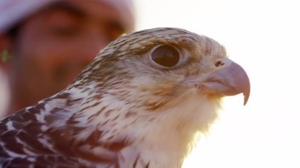 Falkner in Wüste mit Greifvogel — Stockvideo