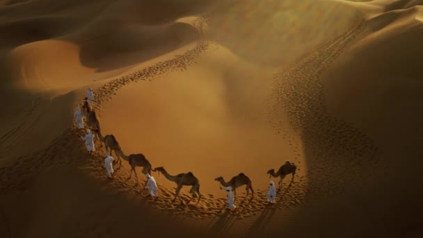 Camelos sendo liderados por manipuladores através do deserto — Vídeo de Stock