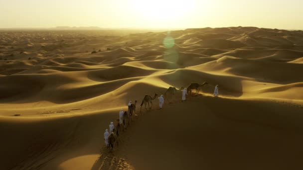 Camelos sendo liderados por manipuladores através do deserto — Vídeo de Stock