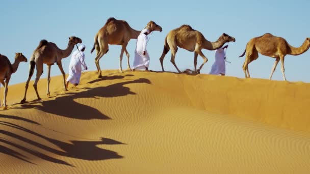 Convoy de camellos viajando por el desierto — Vídeos de Stock