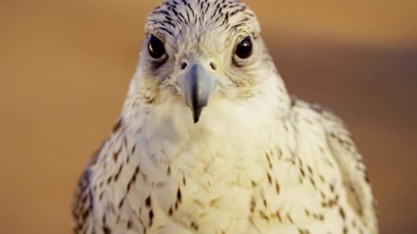 Faucon sacré dans le désert arabe — Video