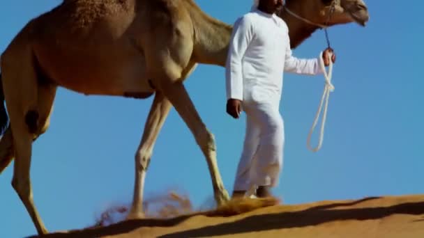 Camel caravane voyageant à travers le désert — Video