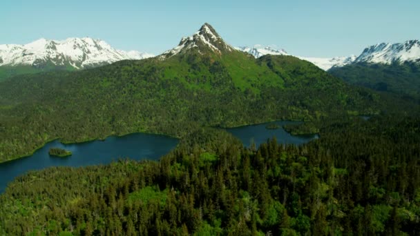 Bos wildernis en Kachemak Bay — Stockvideo