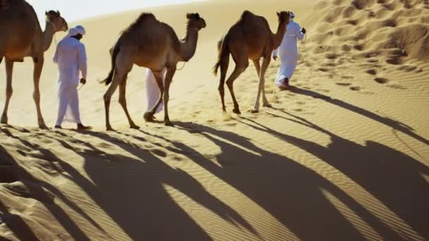 Comboio de camelos que viajam pelo deserto — Vídeo de Stock