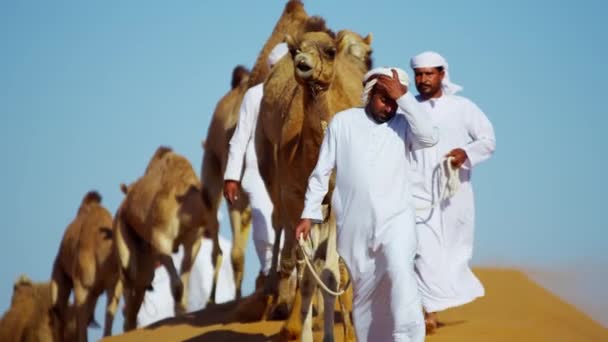 Camels  travelling across desert — Stock Video