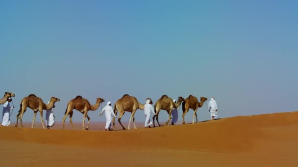 Camellos en Safari en dunas de arena del desierto — Vídeos de Stock