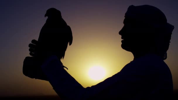 Falcon på handskar handled av ägaren — Stockvideo