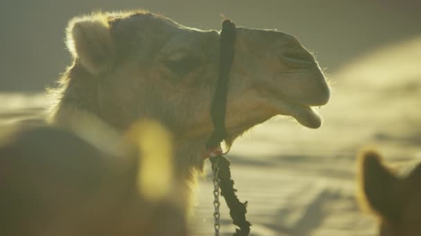 Camelos descansando em safári no deserto — Vídeo de Stock