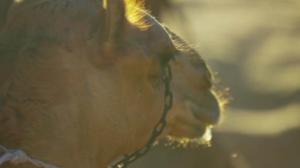 Camel resting in desert sand — Stock Video