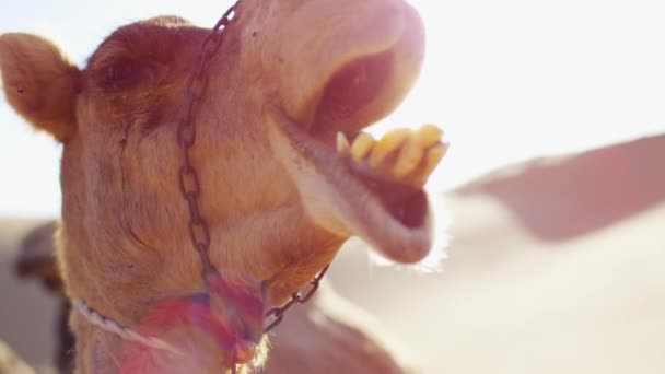Верблюд відпочиває на сафарі в пустелі — стокове відео