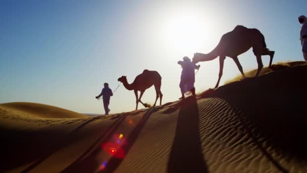 Camels voyageant à travers le désert — Video