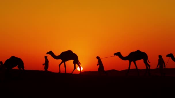 Comboio de camelos que viajam pelo deserto — Vídeo de Stock