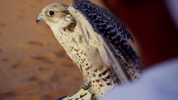 Trained falcon tethered to male owner — Stock Video