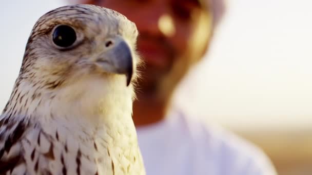 Ausgebildeter Falke an männlichen Besitzer gebunden — Stockvideo