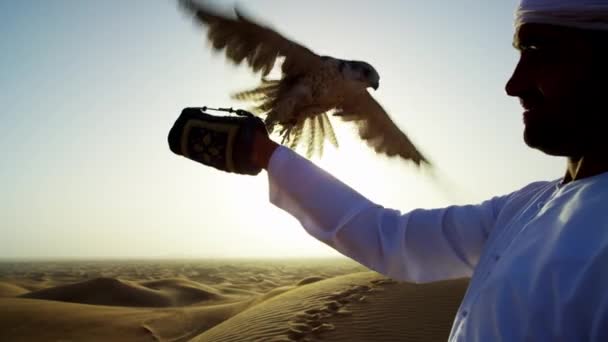 Arab in dishdasha with trained falcon — Stock Video