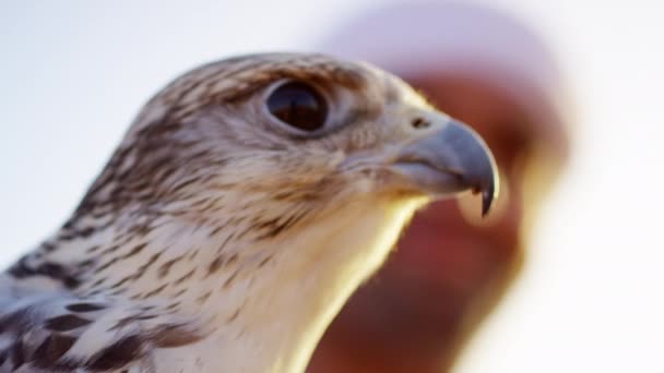 Falconer in desert with bird of prey — Stock Video