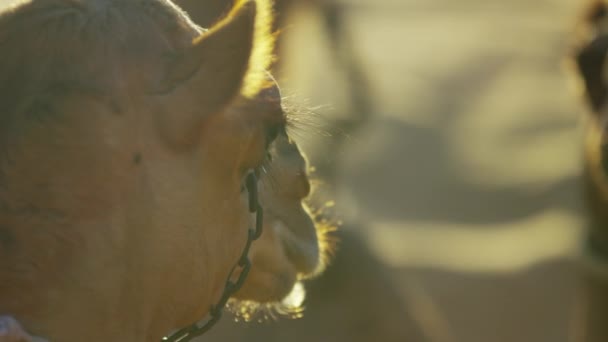 Camels resting on safari in desert — Stock Video