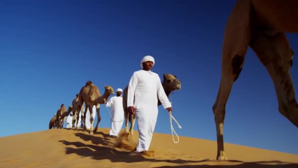 Convoy of camels travelling across desert — Stock Video