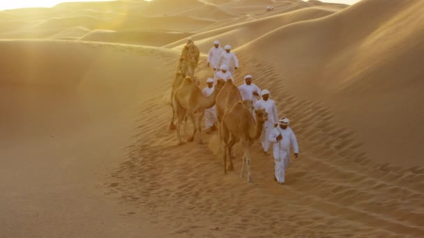 Camelos sendo liderados por manipuladores através do deserto — Vídeo de Stock