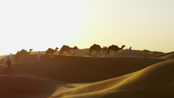 Konvoi von Kamelen fährt durch Wüste — Stockvideo