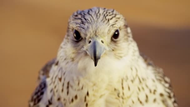 Uccello rapace nel deserto di Dubai — Video Stock