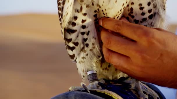 Halconero en el desierto con ave de presa — Vídeo de stock