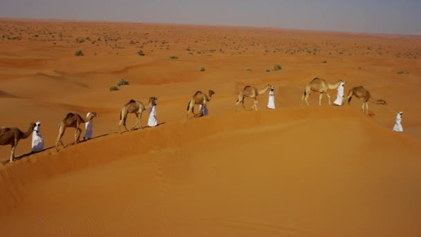 Tren camello viajando a través del desierto — Vídeos de Stock