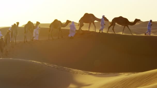 Convoy de camellos viajando por el desierto — Vídeo de stock