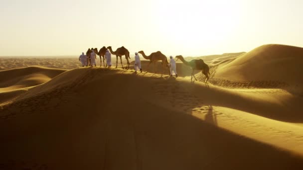 Convoy of camels travelling across desert — Stock Video