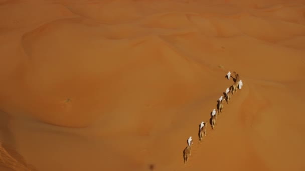 Konvooi van kamelen op reis in de woestijn — Stockvideo