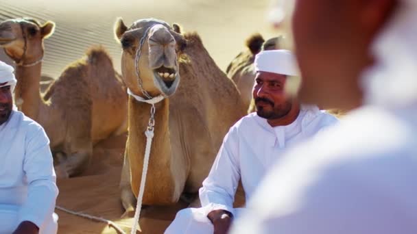 Самцы бедуинов отдыхают на верблюдах в пустыне — стоковое видео