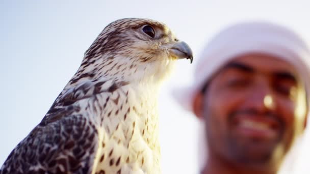 Trained falcon tethered to male owner — Stock Video