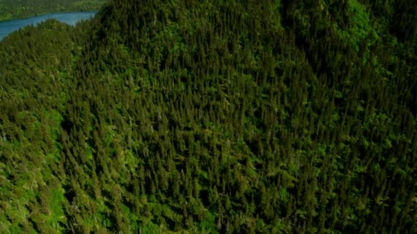 Lesní divočině a Kachemak Bay — Stock video