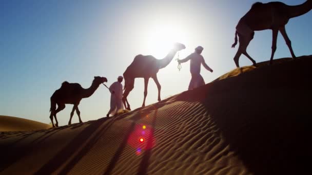 Верблюди подорожують пустелею — стокове відео
