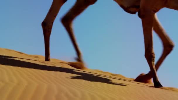 Верблюды, путешествующие по пустыне — стоковое видео